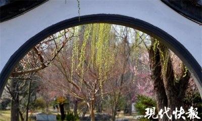 ​三月的南京，“拂堤杨柳醉春烟”具象化了