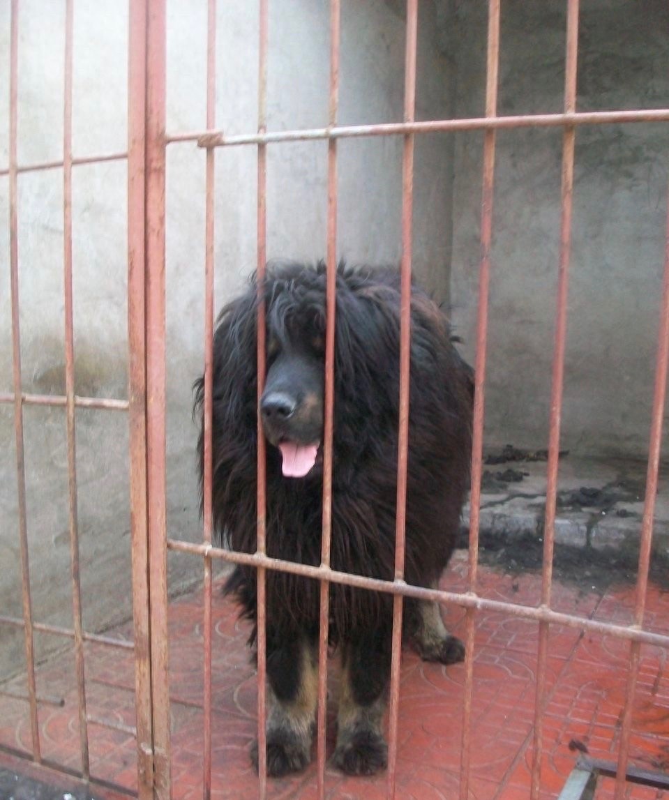 九狗才出一獒,最霸气肌肉发达健壮青狼獒