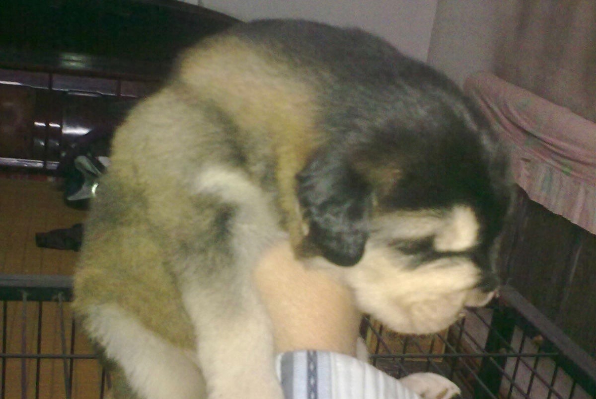 九狗才出一獒,最霸气肌肉发达健壮青狼獒