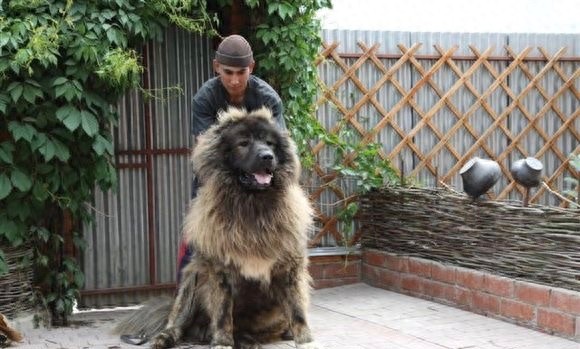 九狗才出一獒,最霸气肌肉发达健壮青狼獒