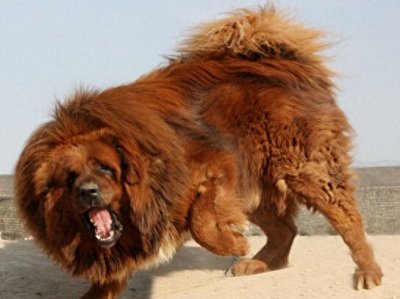 ​九狗才出一獒，最霸气肌肉发达健壮青狼獒