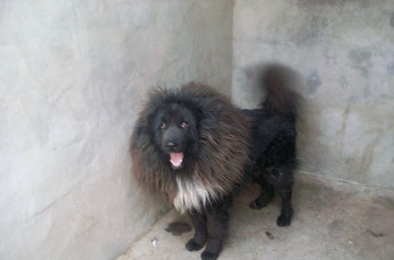 九狗才出一獒,最霸气肌肉发达健壮青狼獒