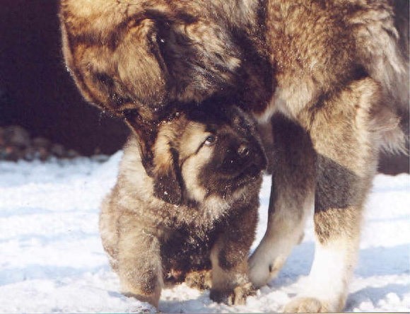 九狗才出一獒,最霸气肌肉发达健壮青狼獒