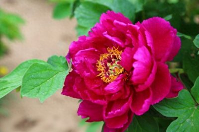 ​中国四大名花