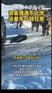 ​游客偶遇东北虎追着车一路狂奔