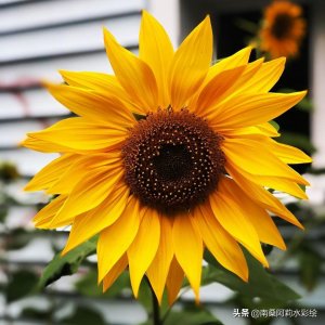 ​花卉素材 | 超好看的素材图片，你确定不收藏一下吗？