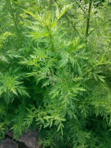 ​百草图之四十一-----青蒿