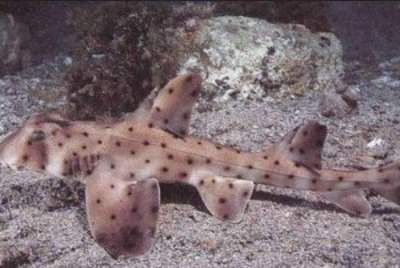 ​美国三名窃贼从德克萨斯州圣安东尼奥水族馆偷走一条鲨鱼