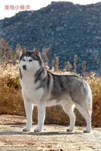 ​人称外号“拆家狂魔”的哈士奇，究竟是怎样的一种犬？