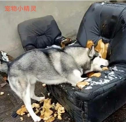 人称外号“拆家狂魔”的哈士奇，究竟是怎样的一种犬？