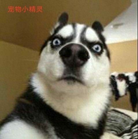 人称外号“拆家狂魔”的哈士奇，究竟是怎样的一种犬？