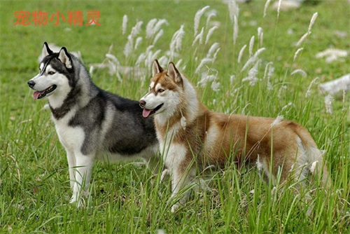 人称外号“拆家狂魔”的哈士奇，究竟是怎样的一种犬？