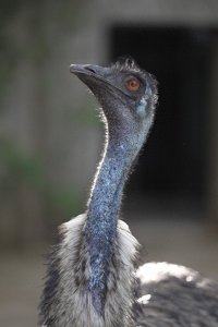 ​鸸鹋  鸵鸟  美洲鸵鸟