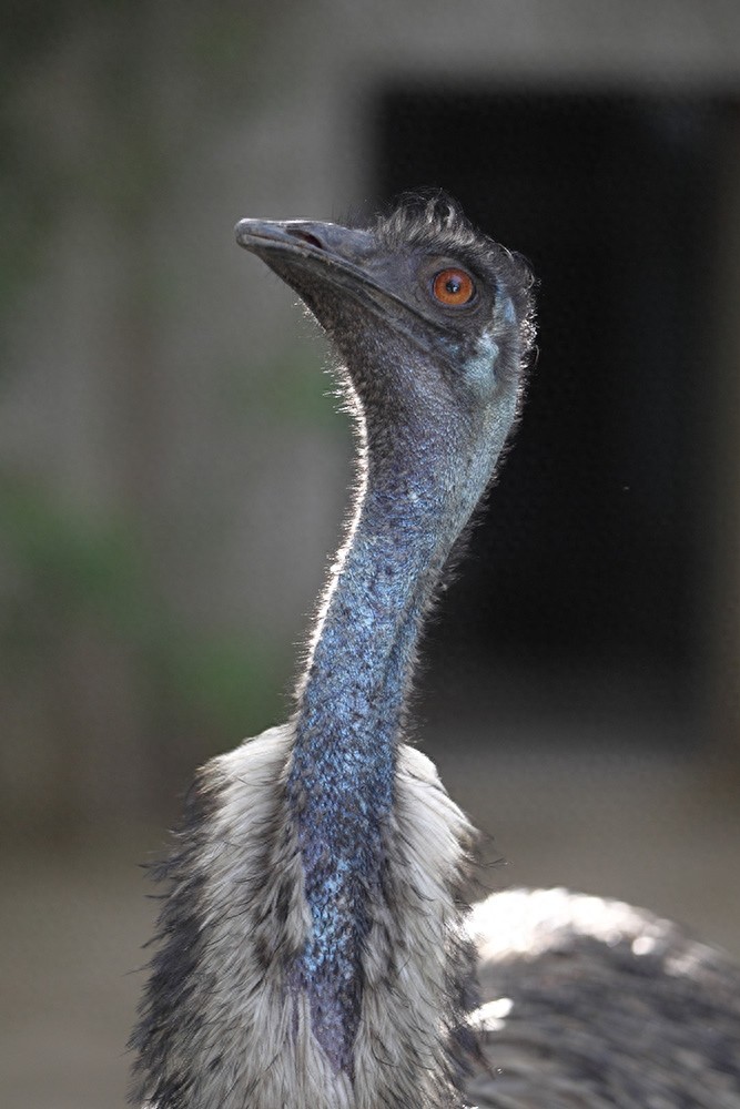 鸸鹋  鸵鸟  美洲鸵鸟