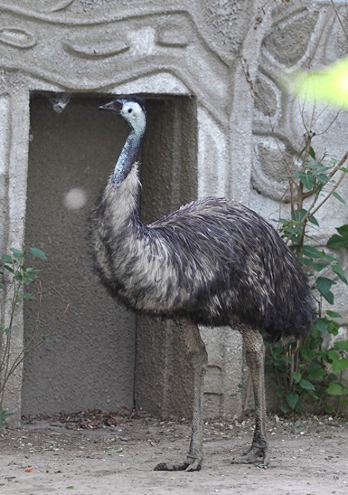 鸸鹋  鸵鸟  美洲鸵鸟