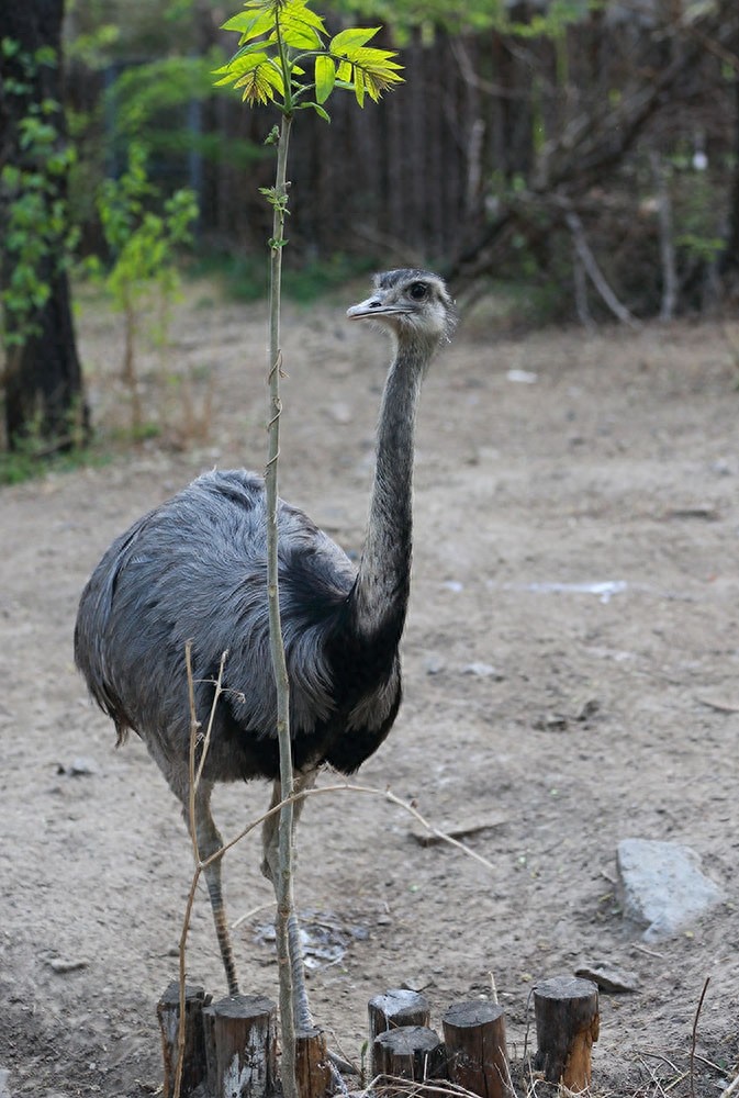 鸸鹋  鸵鸟  美洲鸵鸟