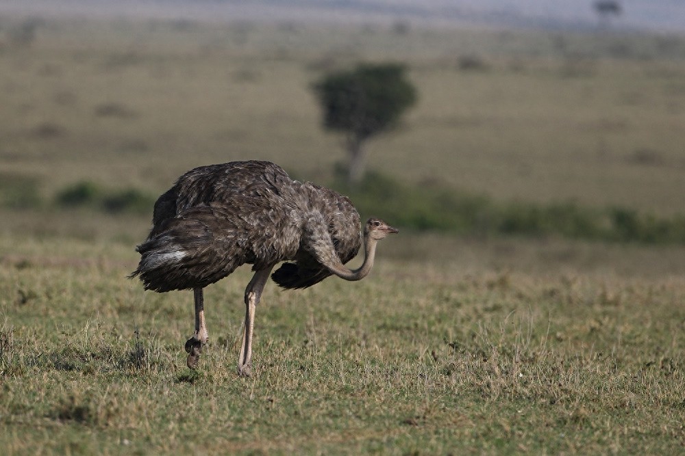 鸸鹋  鸵鸟  美洲鸵鸟