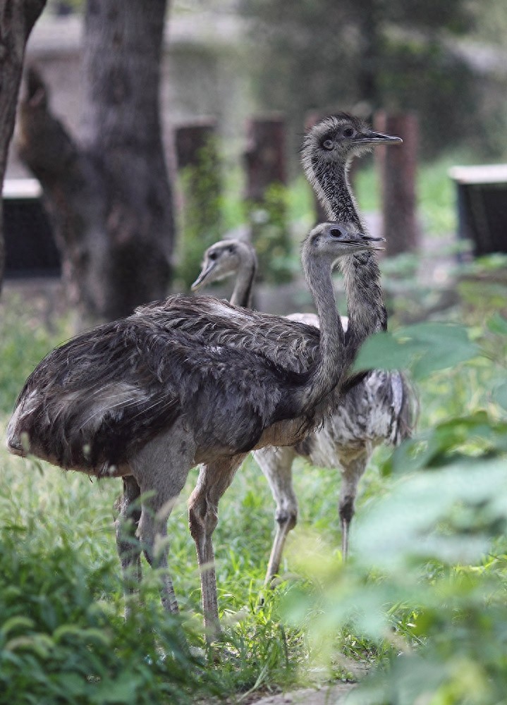 鸸鹋  鸵鸟  美洲鸵鸟
