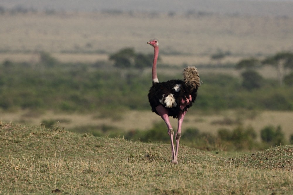 鸸鹋  鸵鸟  美洲鸵鸟