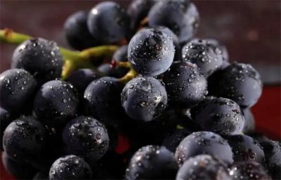 ​巨峰葡萄原产地在哪里？巨峰葡萄哪里产的最好？几月份上市？