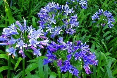 ​长辈都喜欢这种花，它有百子千孙、连生贵子的寓意，它就是百子莲