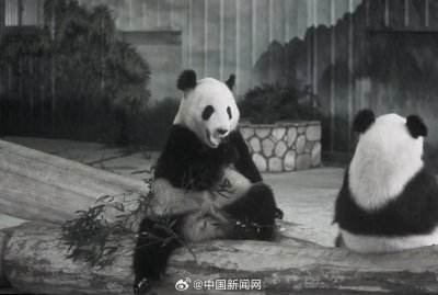 ​成都大熊猫繁育研究基地：功勋熊猫离世，传奇“永明”再见