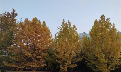 ​新课标中的核心素养