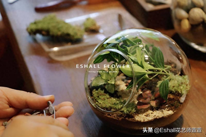 苔藓微景观DIY——打造自己的“田园牧歌”