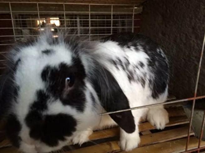 亲手拍摄，你意想不到的兔子从出生到成长全过程，这速度也太快了