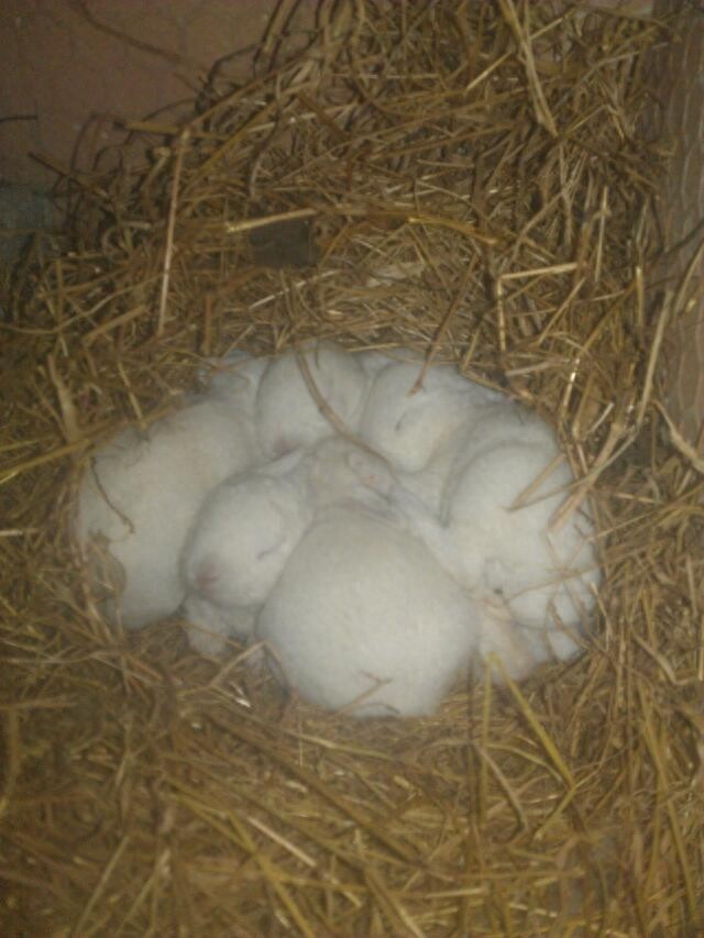 亲手拍摄，你意想不到的兔子从出生到成长全过程，这速度也太快了