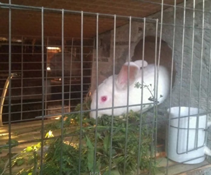 亲手拍摄，你意想不到的兔子从出生到成长全过程，这速度也太快了