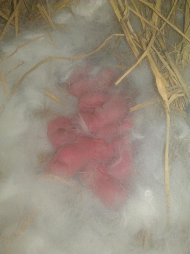 亲手拍摄，你意想不到的兔子从出生到成长全过程，这速度也太快了