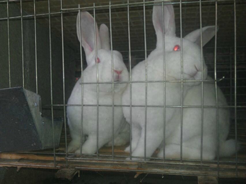 亲手拍摄，你意想不到的兔子从出生到成长全过程，这速度也太快了