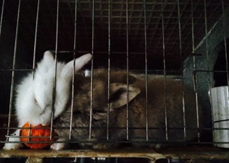 亲手拍摄，你意想不到的兔子从出生到成长全过程，这速度也太快了