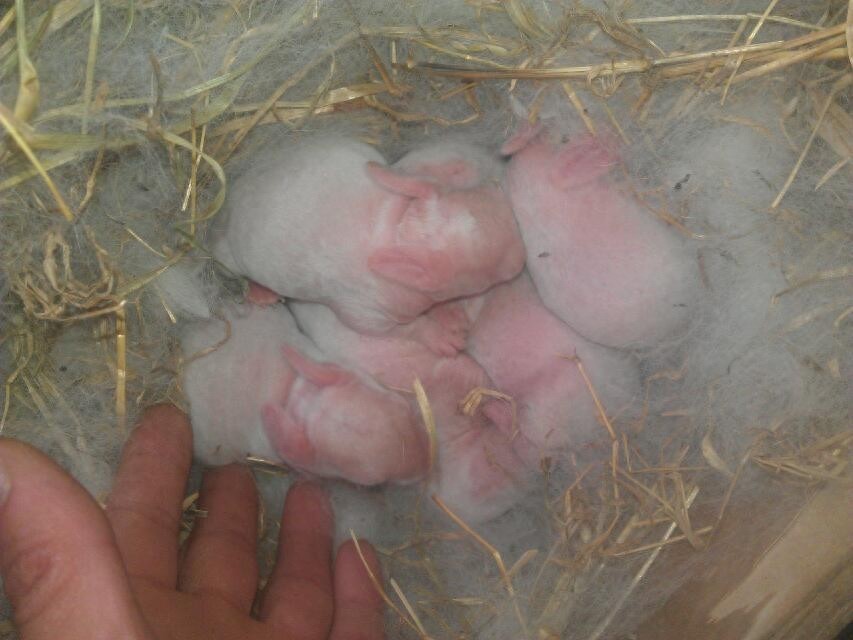 亲手拍摄，你意想不到的兔子从出生到成长全过程，这速度也太快了