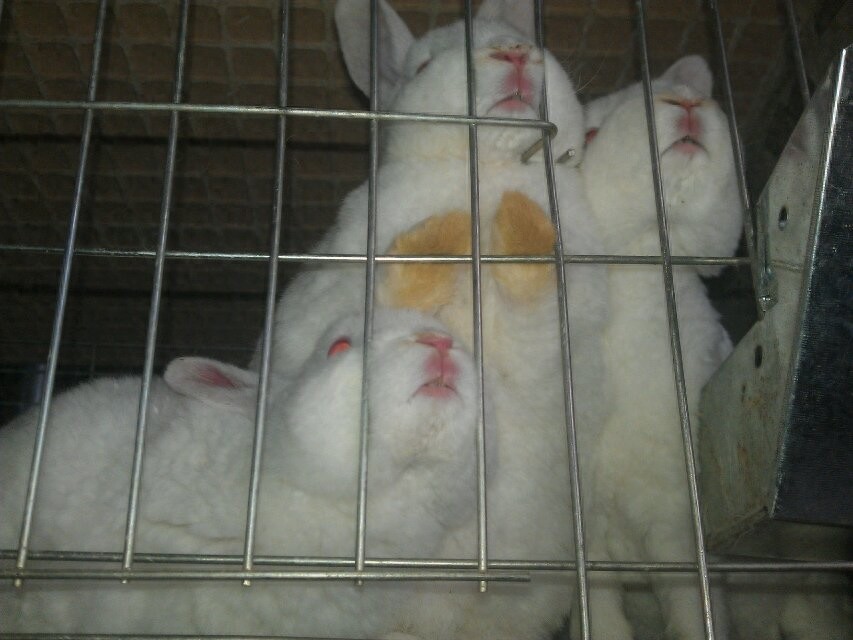 亲手拍摄，你意想不到的兔子从出生到成长全过程，这速度也太快了