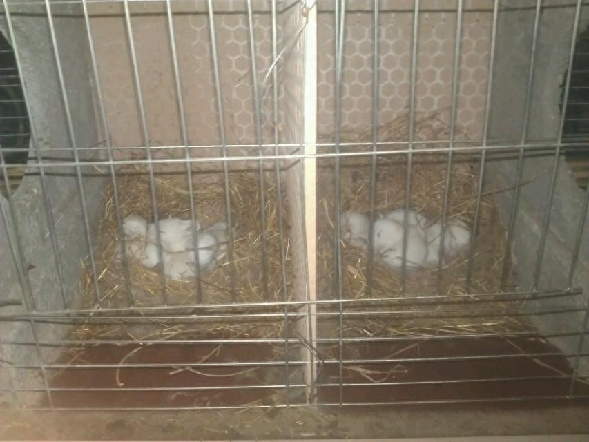 亲手拍摄，你意想不到的兔子从出生到成长全过程，这速度也太快了