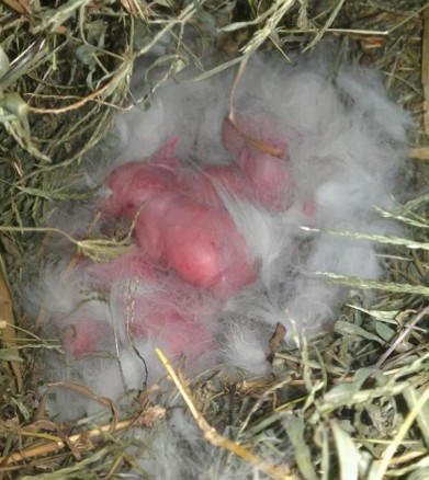 亲手拍摄，你意想不到的兔子从出生到成长全过程，这速度也太快了