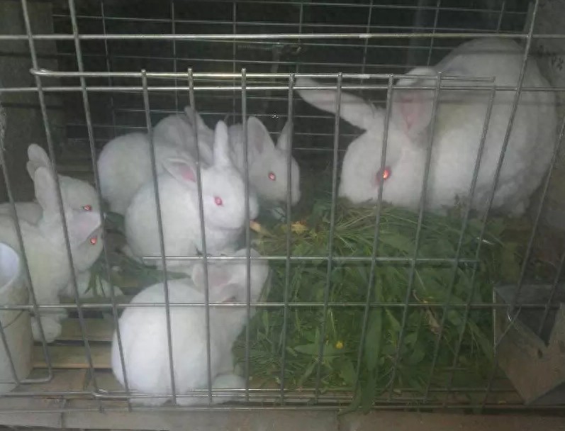 亲手拍摄，你意想不到的兔子从出生到成长全过程，这速度也太快了