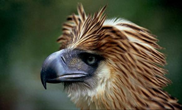 “鹰中之虎”——菲律宾鹰