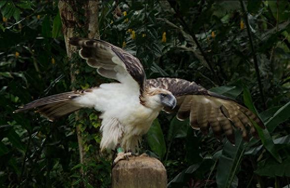 “鹰中之虎”——菲律宾鹰