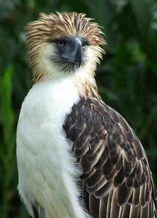 “鹰中之虎”——菲律宾鹰