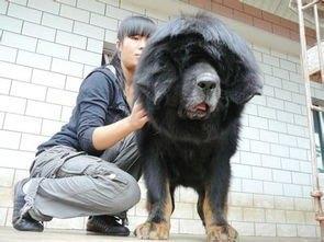 十大功勋藏獒之首:赤古藏獒超霸气