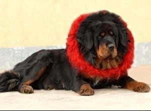 十大功勋藏獒之首:赤古藏獒超霸气