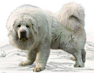 十大功勋藏獒之首:赤古藏獒超霸气