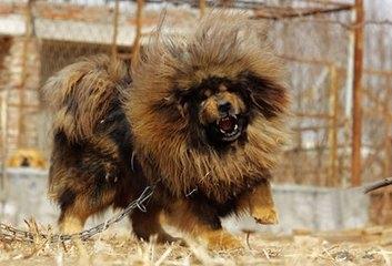 十大功勋藏獒之首:赤古藏獒超霸气