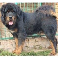 十大功勋藏獒之首:赤古藏獒超霸气